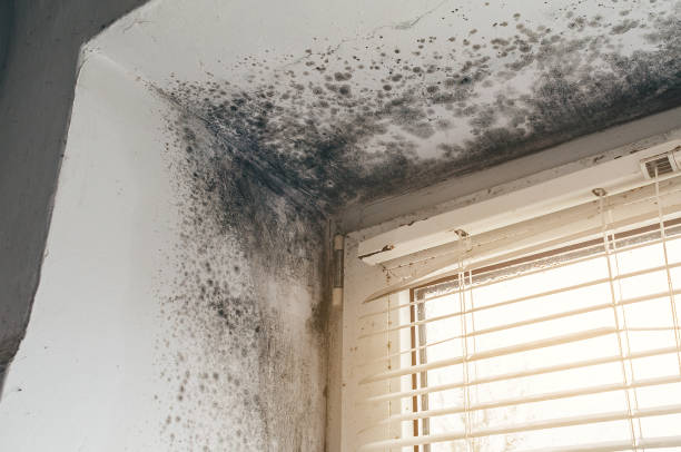 Trusted Crawl Space Mold Removal service in Rochelle Park, NJ - Cheap Mold Removal